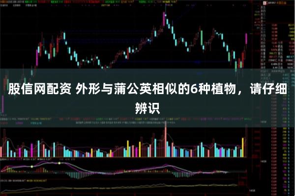 股信网配资 外形与蒲公英相似的6种植物，请仔细辨识